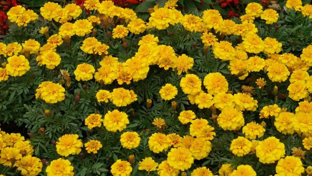 深秋回暖，安排！沪上各区的深秋美景，你准备好打卡了吗？