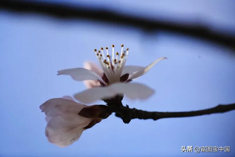 桃花怎么拍才好看,桃花怎么拍摄才能出新意