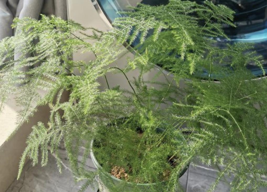 文竹过冬有“窍门”,搬动一下花盆,再照着“四步”做,旺盛