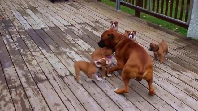 面对狗狗的乳房发炎,你知道该如何解决吗?