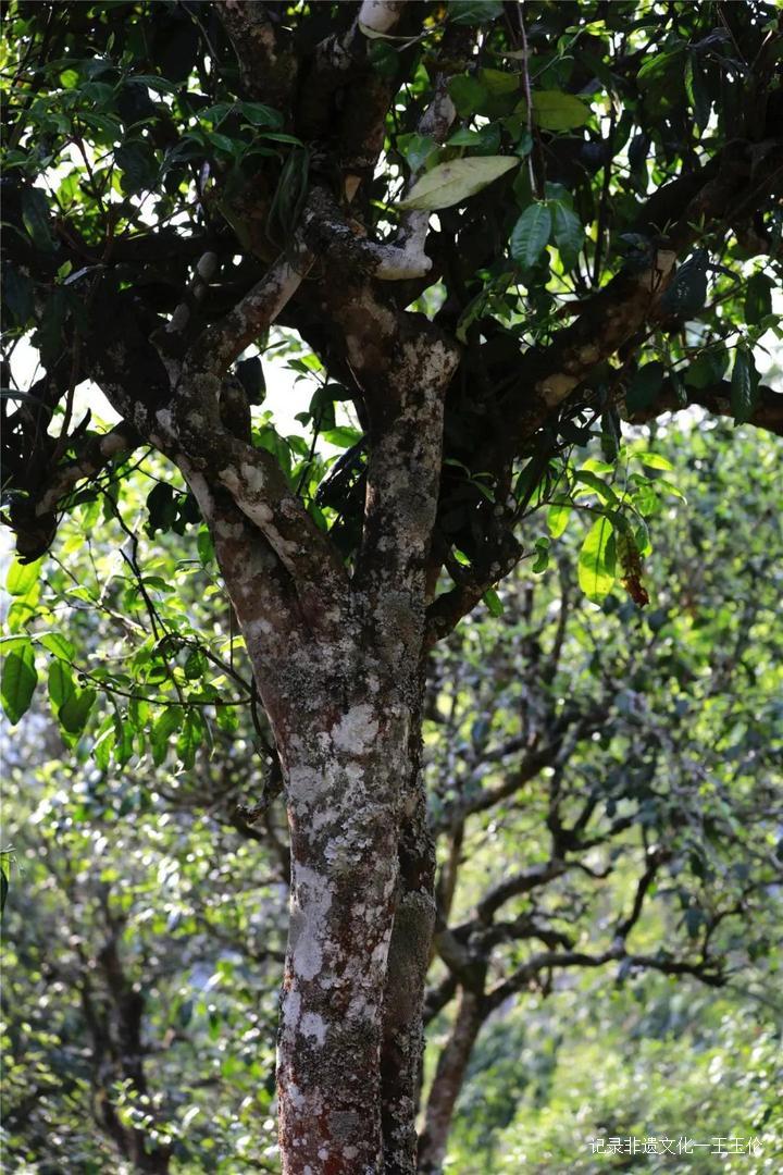 王者风范茶叶价格,龙润普洱生茶顶级老茶饼