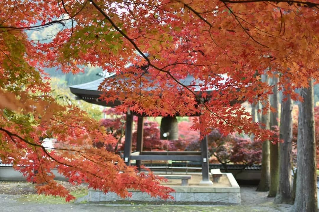 停车坐爱枫林晚风景,停车坐爱枫林晚季节