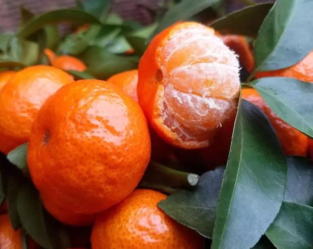 砂糖橘为什么崩盘,砂糖桔一夜暴富的原因