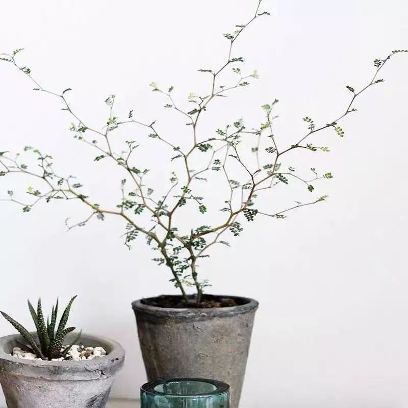 94种常见唯美观叶植物,会开花的绿色硬叶植物