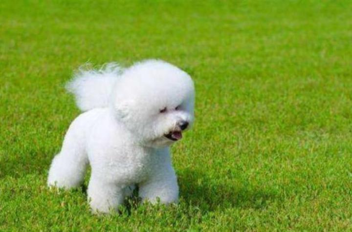 比熊遗传泪痕解决方法,比熊泪痕能吃药去掉吗