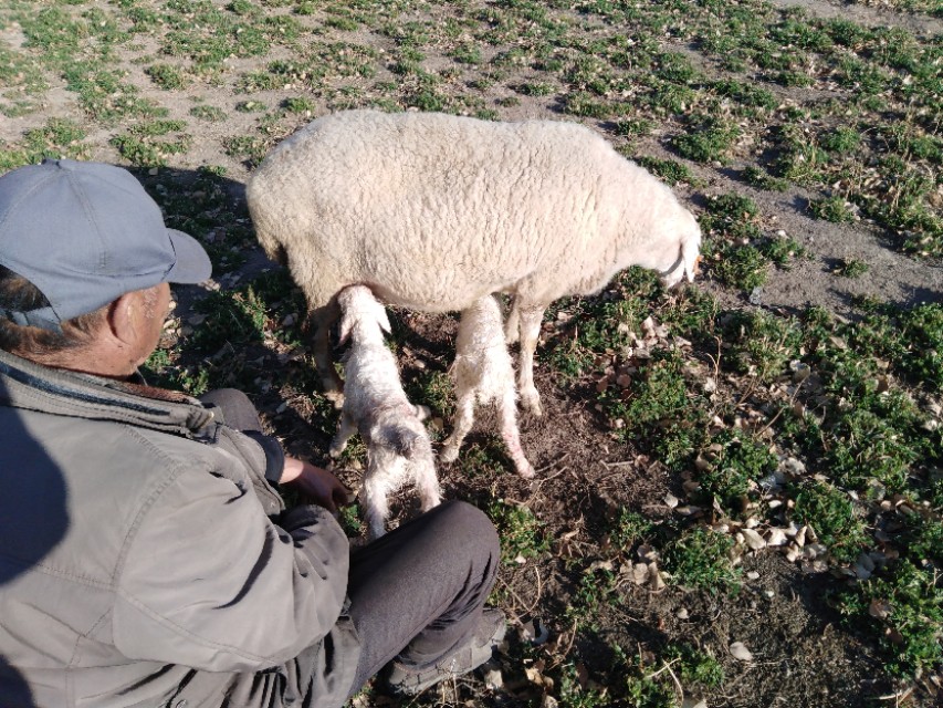 新生犊牛不吃代乳粉的原因,新出生的羔羊吃不饱怎么办