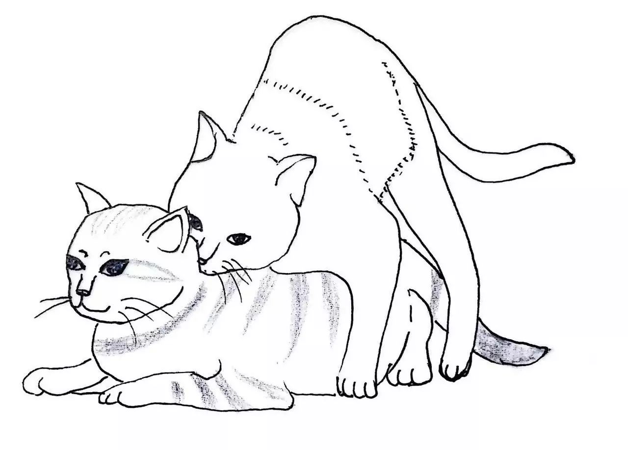 关于猫咪怀孕和生小猫