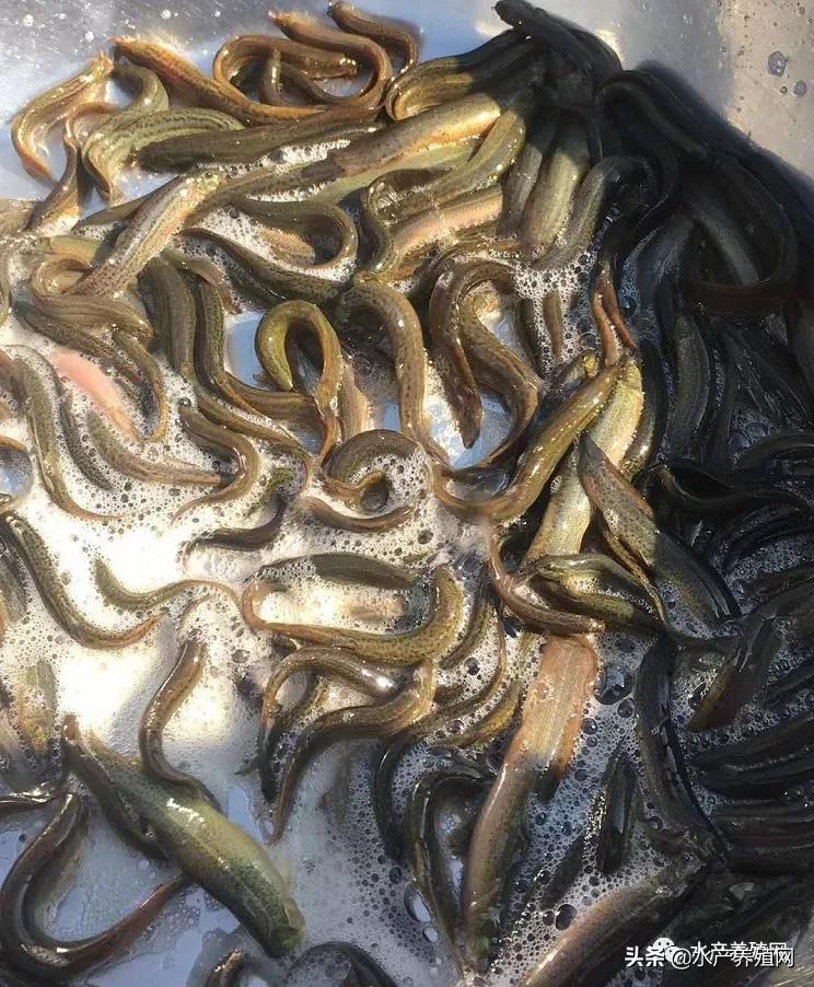 歇菜!去年大面积赚钱,今年大面积亏本!曾经的网红泥鳅,未来在哪里?