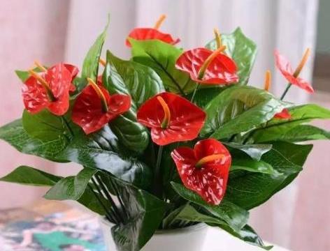 红掌如何养护和注意事项,红掌的叶子怎样才能让它翠绿