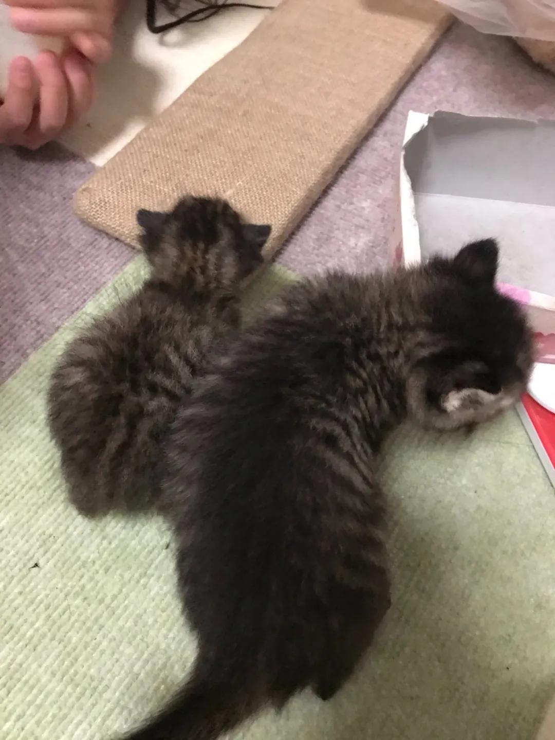 猫真的会把你当妈妈,猫把你当成妈妈是啥样子的