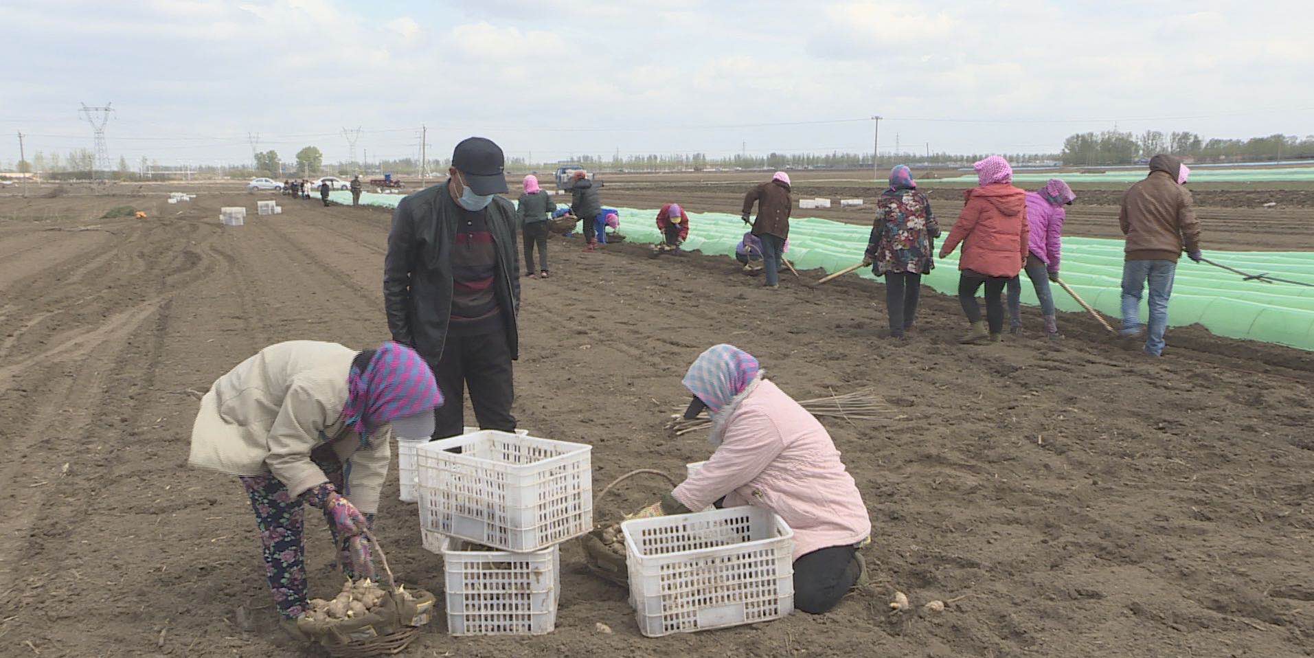 辽宁鞍山：自从种上了葱姜蒜农户生活“调”出好滋味儿