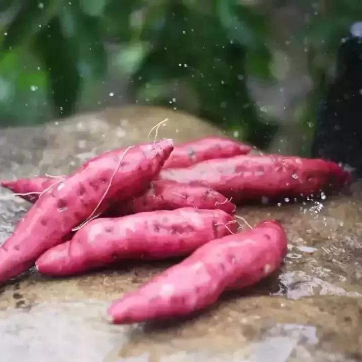 番薯中国原产有哪些品种,番薯原产地