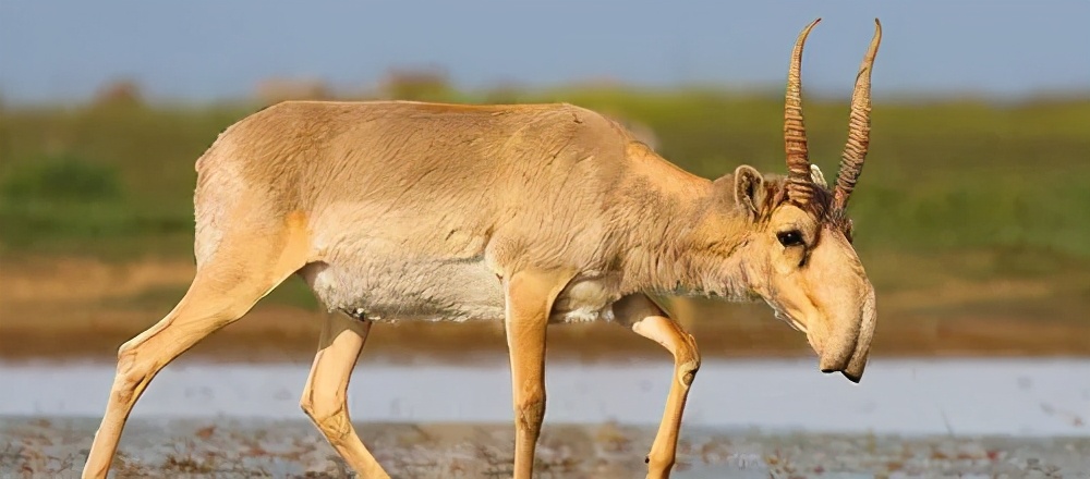 金振口服液可以用啥代替,金振口服液到底该怎么用