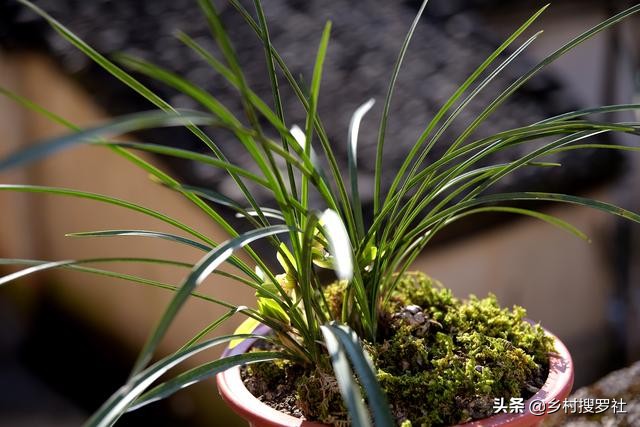 兰花怎样吸收树皮里的养分,兰花根系怎么吃