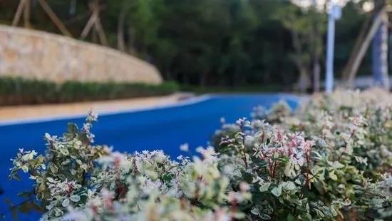 大运绿道跑步路线,大运公园绿道