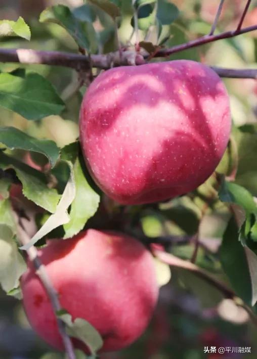又香又脆又甜的苹果,好吃的苹果又脆又甜青苹果