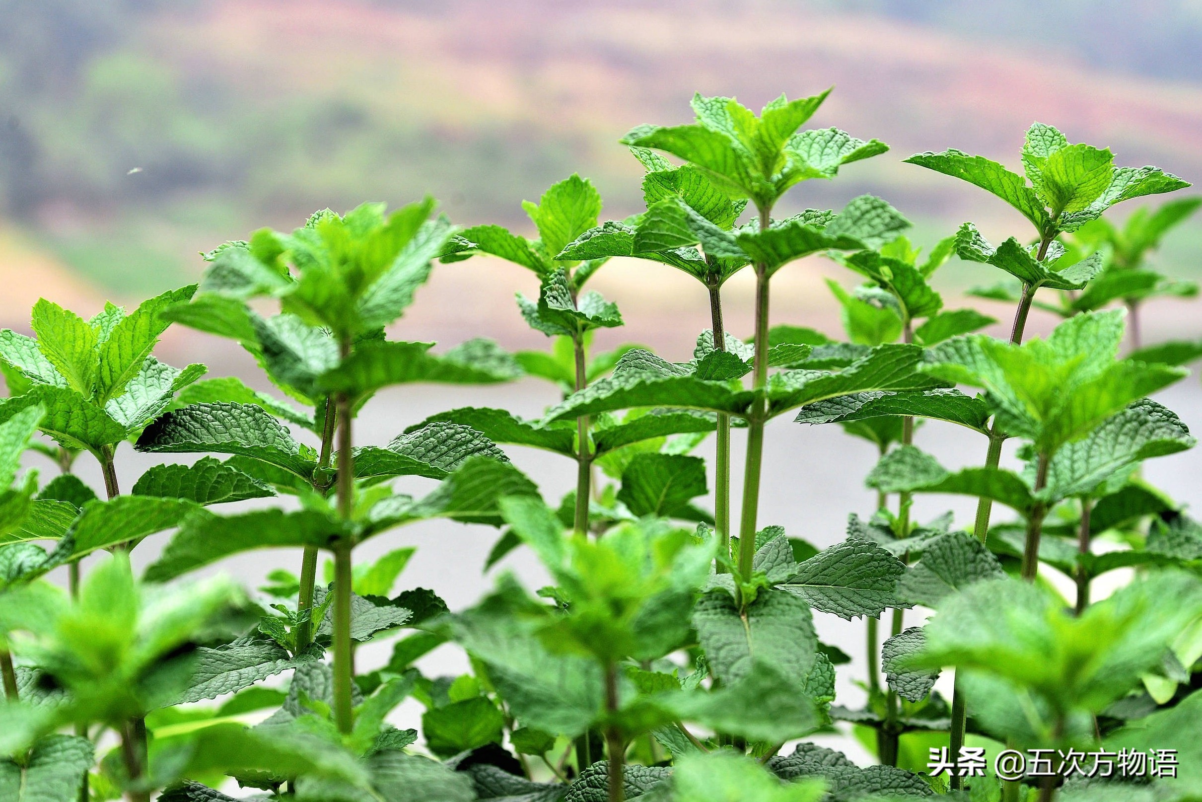 10种口味薄荷糖,十种薄荷