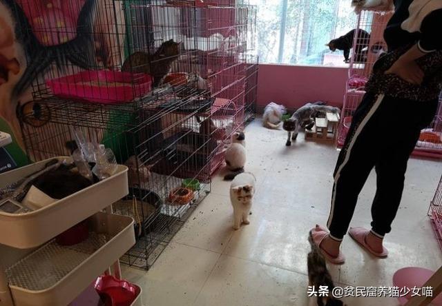 鐚閬楀純鐚挅,鐚挭琚仐寮冨湪鐚挅