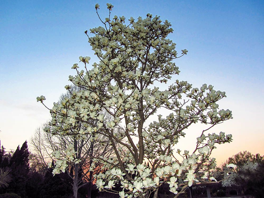 庭院栽树的讲究和忌讳,庭院种哪些树对庭院风水有利