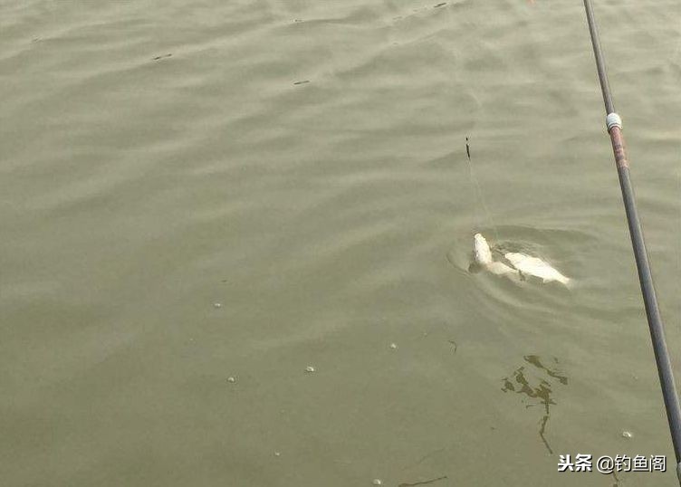抛竿挂饵正确方法,拉饵怎么抛竿诱鱼