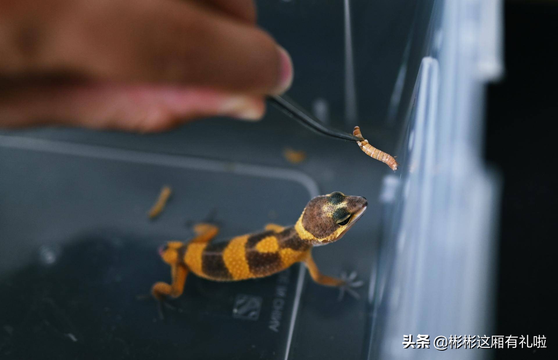 守宫新手养一只还是两只,守宫小白怎么养