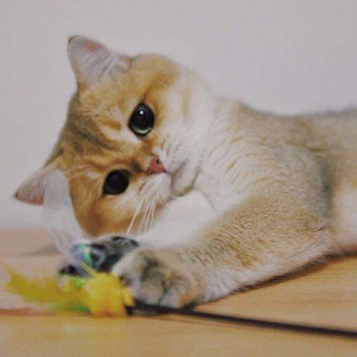 英短渐层和美短渐层的区别,英短金渐层怎么分色号