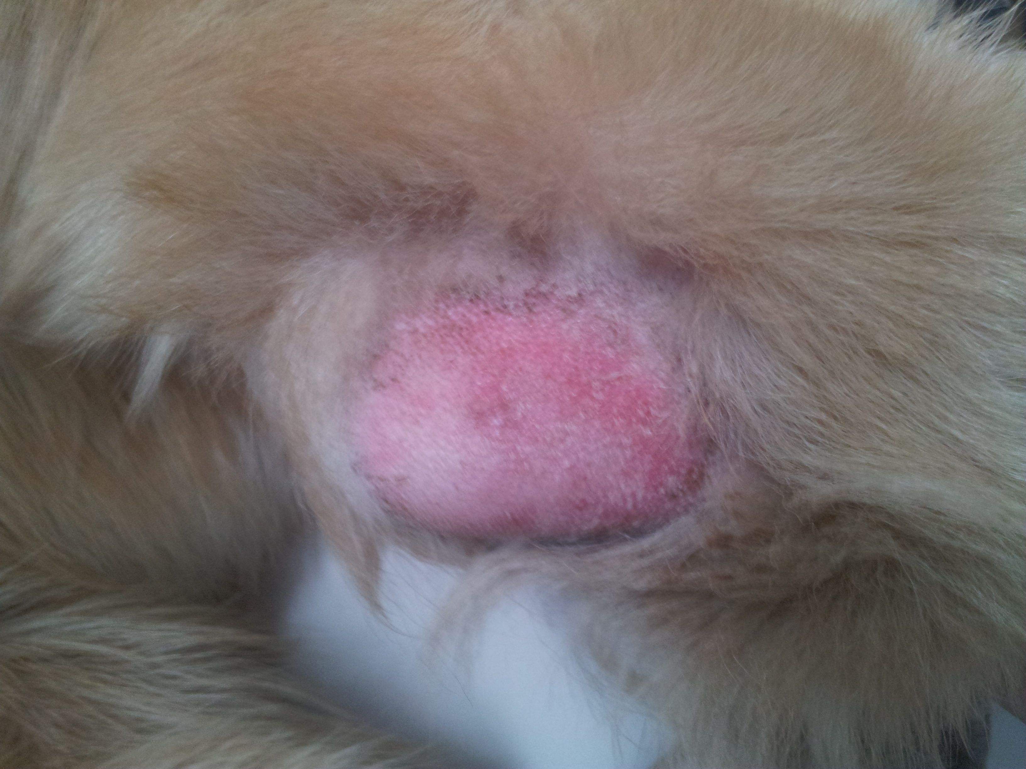 狗狗吃盐过多会有什么症状,狗狗摄入盐过量的表现