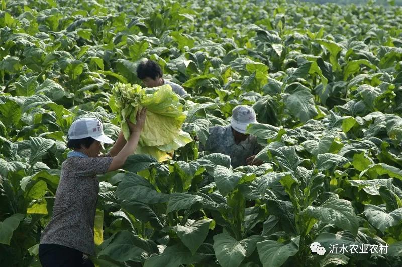 种养产业推动乡村振兴工作,我县壮大特色农业引领乡村振兴