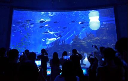 武汉海昌极地海洋公园旅游攻略,武汉海昌极地海洋公园最佳游览