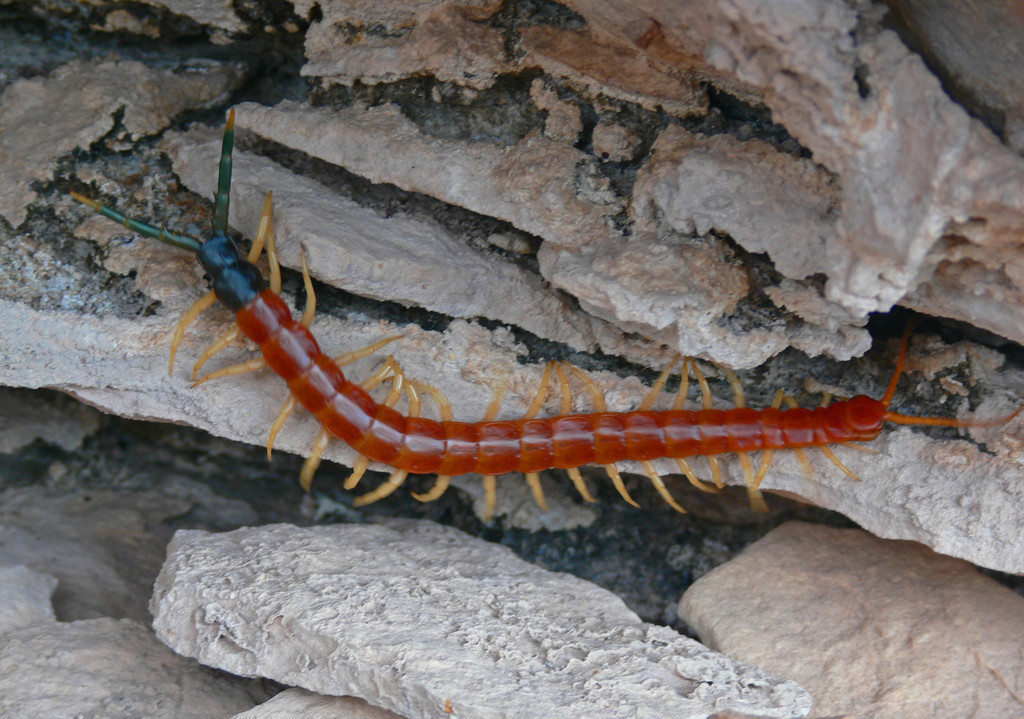 养殖户蜈蚣咬伤怎么办,农村家里出现蜈蚣是什么预兆