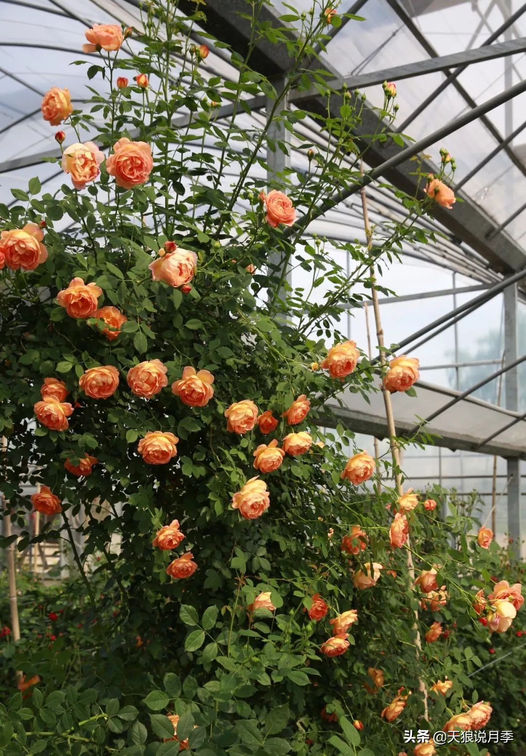 四月最浪漫的蔷薇花,最浪漫的四月花