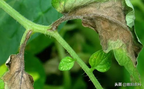 治疗霜霉病为什么要用晚疫病的药,霜霉病疫病的最佳治疗方法