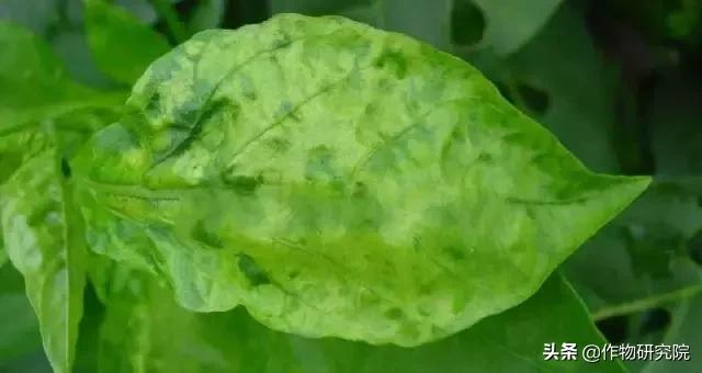 马铃薯病害知识与防治书籍,马铃薯黑胫病病害及防治方法