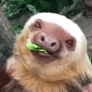 天天吸猫猫毛会被吸进身体里吗,肺里能吸进猫毛么