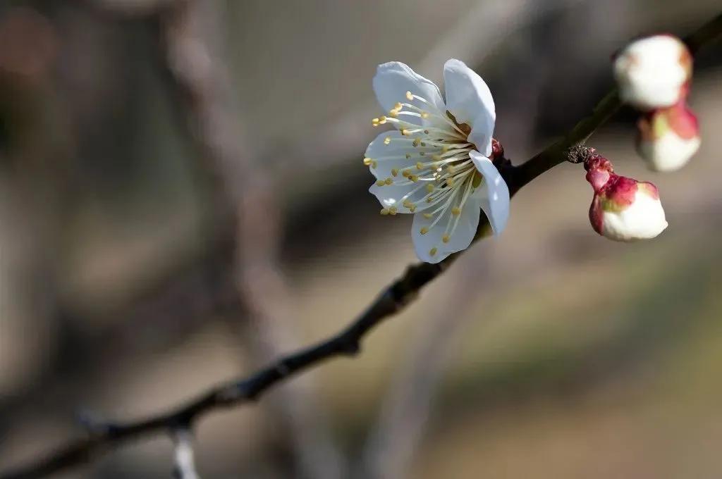 拍梅花技术的技巧和方法,拍梅花的最佳方法