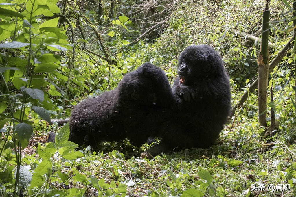 大猩猩夺王位,大猩猩继承王位