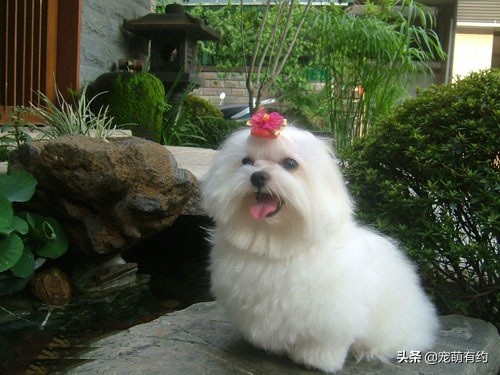 马尔济斯犬脸毛发红色,马尔济斯犬比熊犬