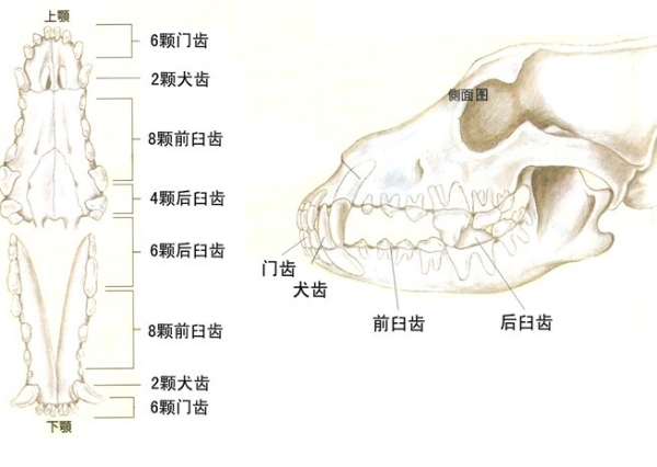 狗狗换牙期间怎么帮助清理牙齿,狗狗如何保护牙齿健康