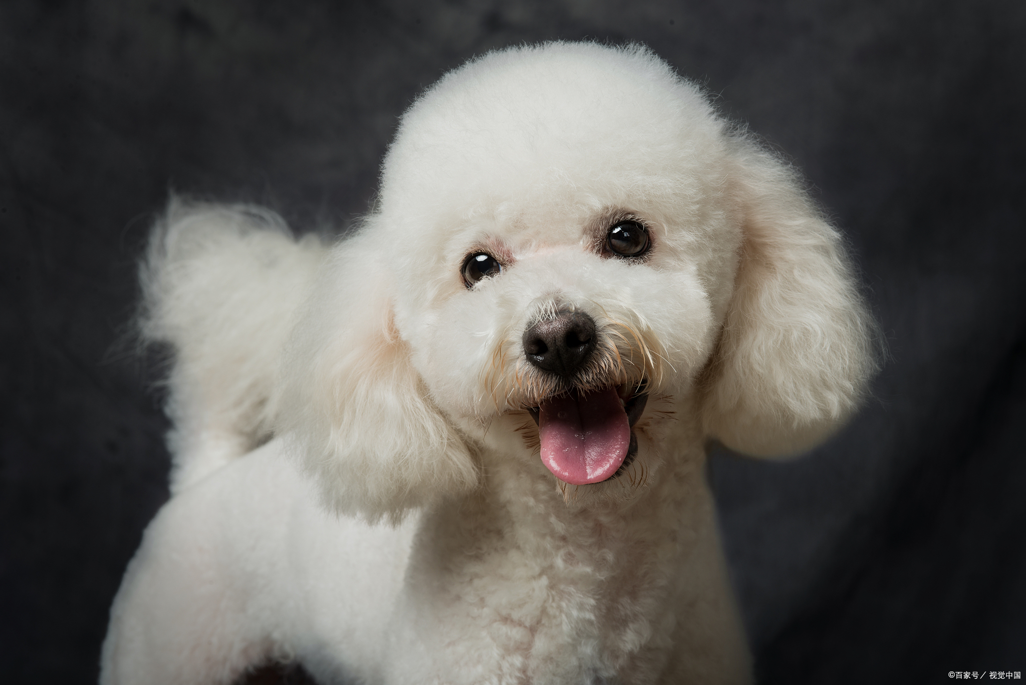 比熊一直叫是不是肚子疼,比熊一直叫脾气好吗