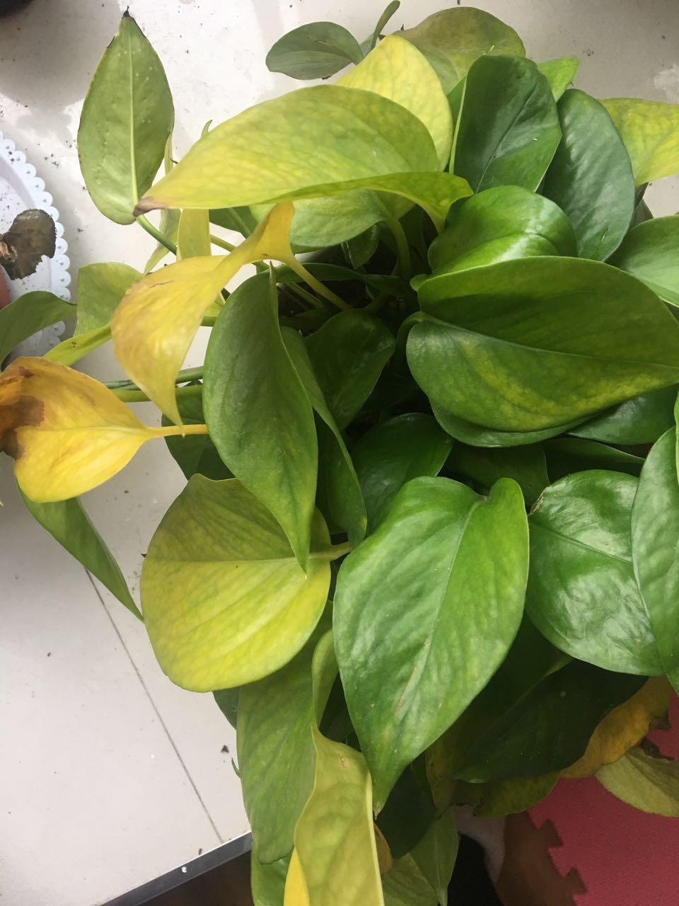 浇花不要水太多,浇花小窍门正确的浇水方法