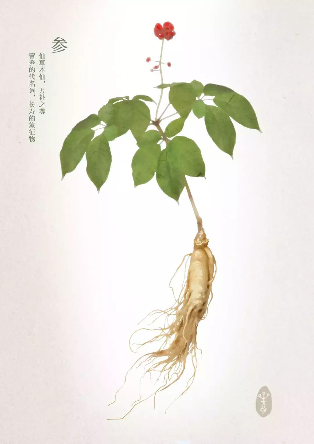 品质好的人参可以长期吃吗,人参的食用方法和注意事项