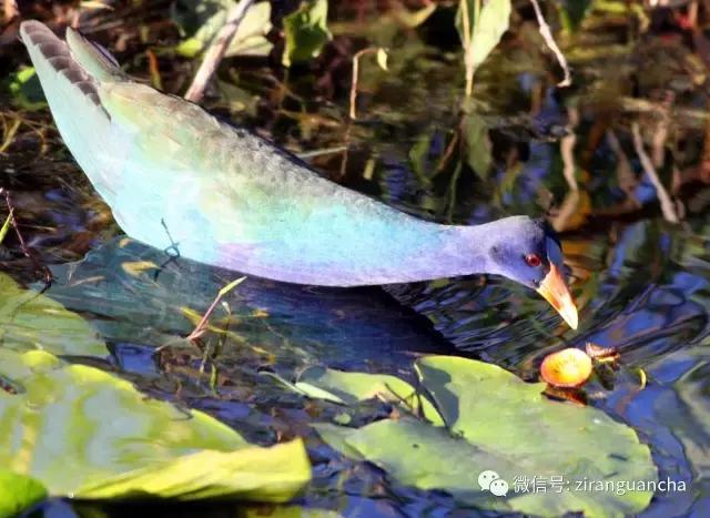 美洲有几种猛禽,美洲三大动物