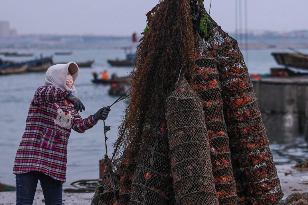 荣成扇贝分苗视频,秋冬种植忙播种来年新希望