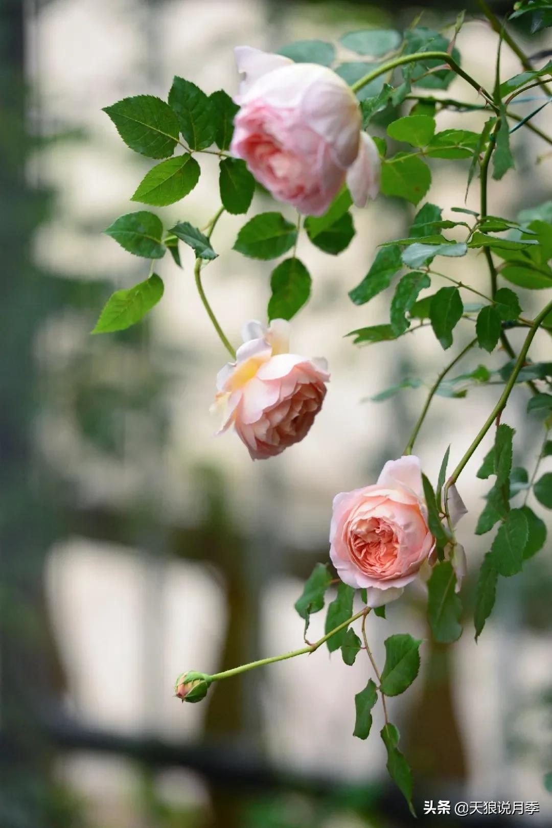 花友家的春花都开爆爆爆了，快来云赏花！（上）