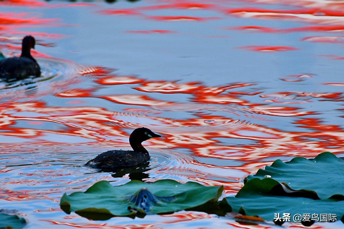 观鸟大年,观鸟大年免费