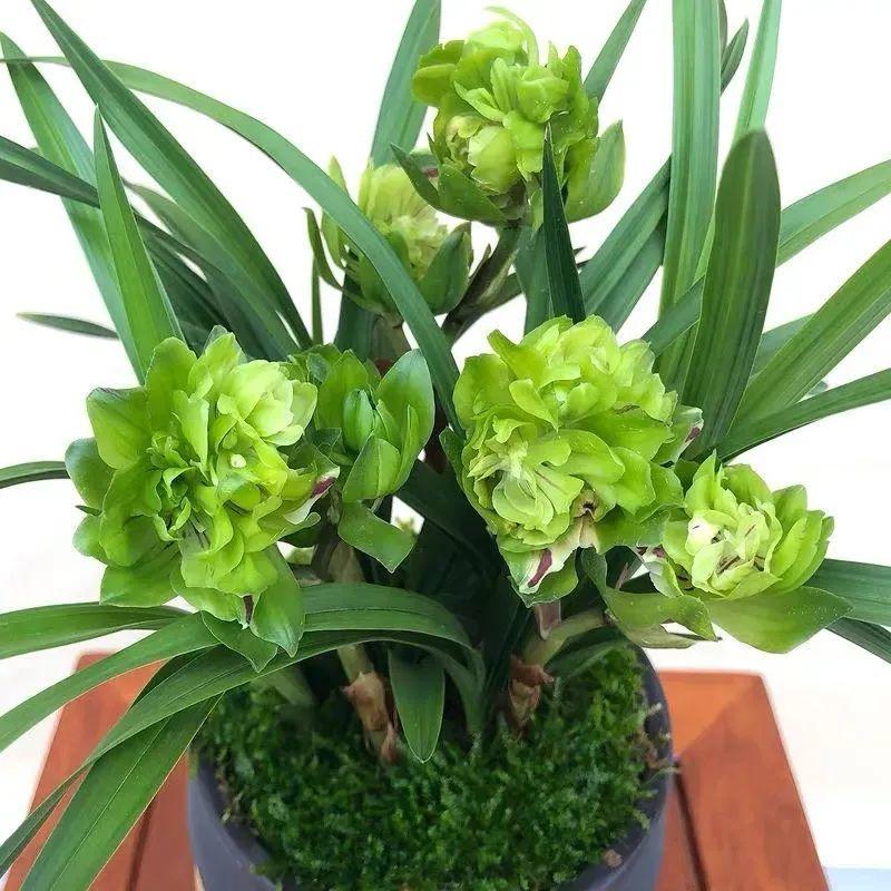 耐养的香水花,种室内香水花