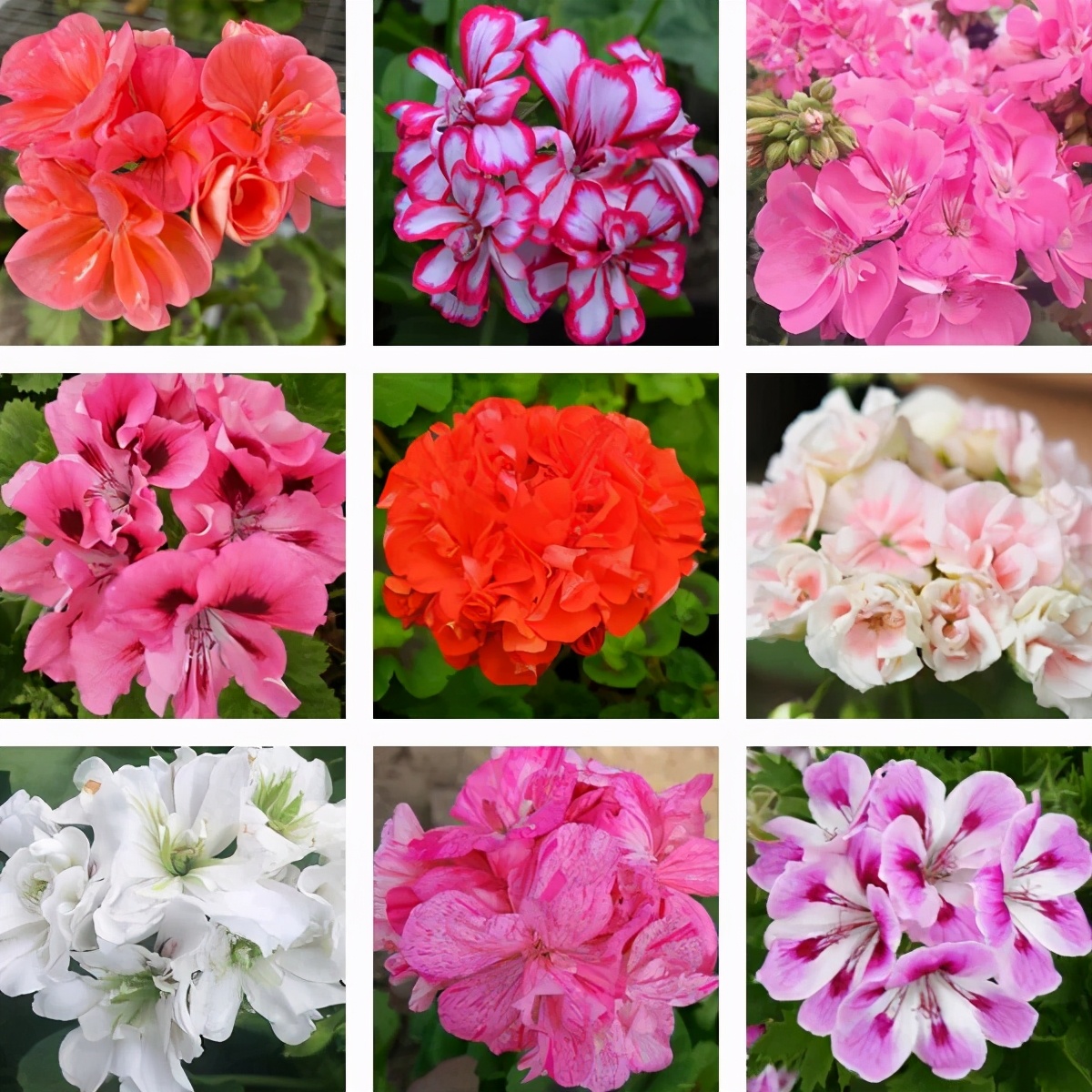 这种花别乱浇水水越多越不开花,这种花不怕冷好养易活