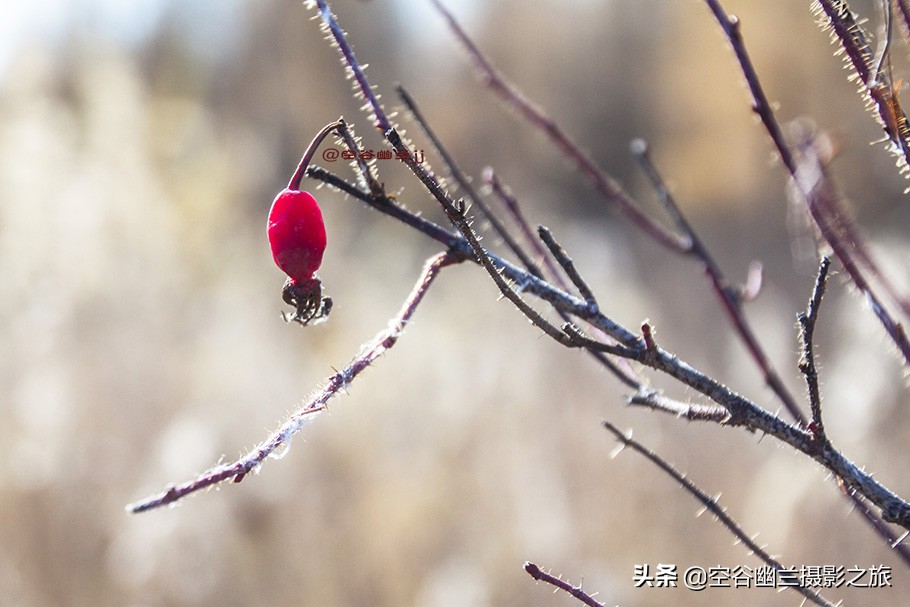难道我误闯进了，被科考生态专家称为兴安奇景的，偃松幽径吗？