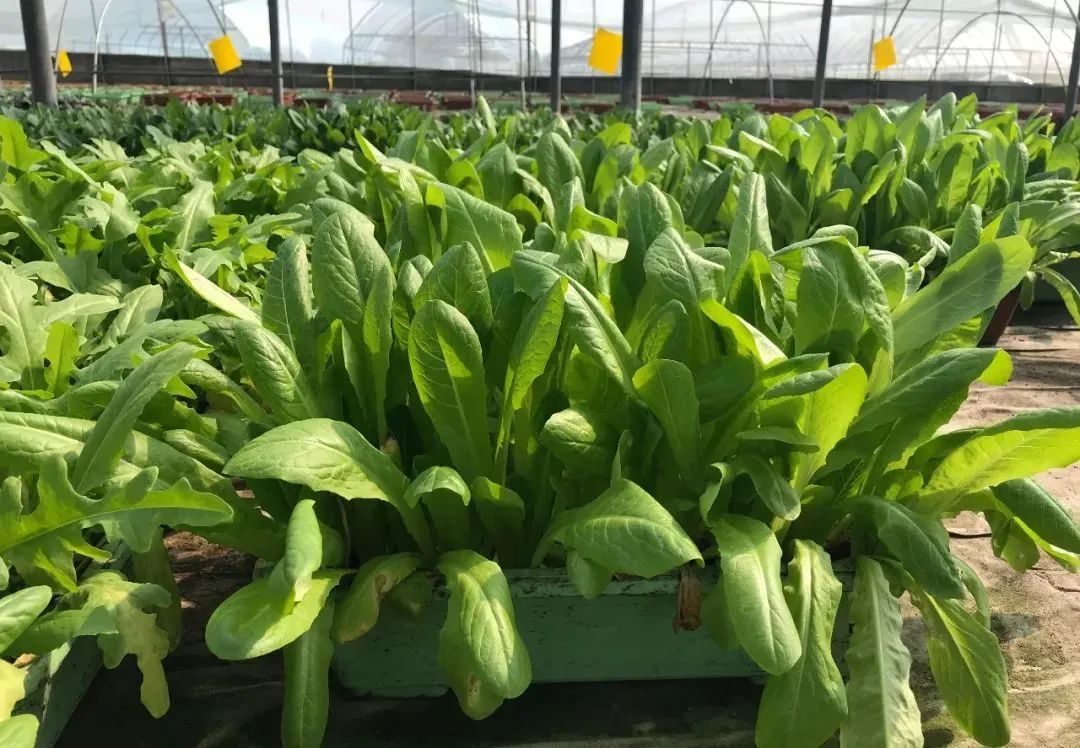 华酝牡丹园紫藤花,华酝牡丹园格桑花