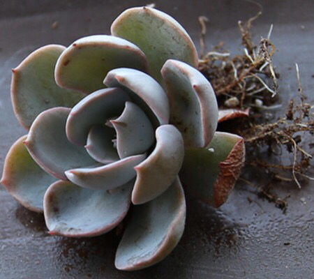 多肉植物掉叶什么情况用肥,多肉植物为什么老是掉叶子